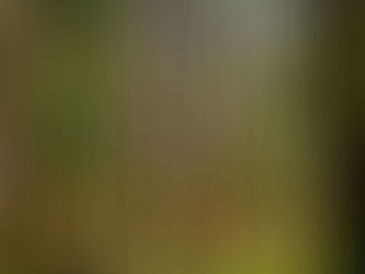 Explorer le Park Grena : Un Paradis Caché sur l’île de São Miguel