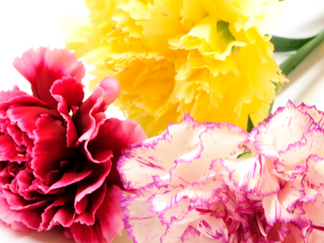 The Carnation Complex: What the World’s Most Underrated Flower Can Teach Us About EQ