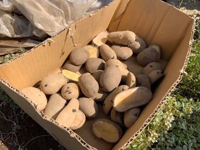 【じゃがいもの植え付け体験&野菜収穫体験】