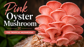 Pink Oyster Mushrooms: A Tropical Mushroom That Brings Color and Flavor to Every Plate