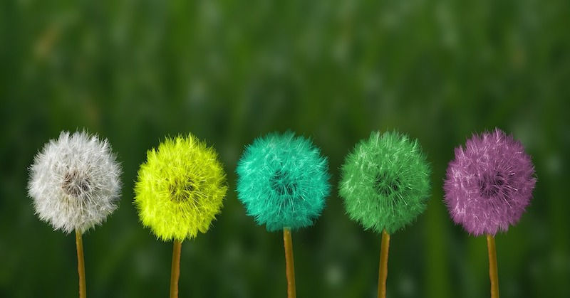 colorful dandelions Jonathan Levy LCSW