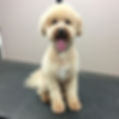 Meet Ollie....jpg