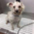 Meet Poppy....jpg