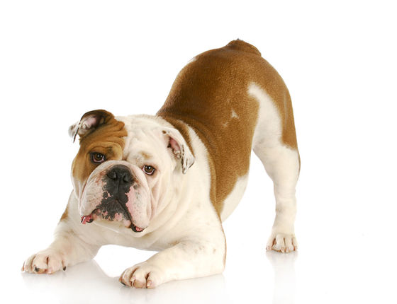 How To Read Your Dog's Body Language