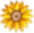 Sunflower.jpg