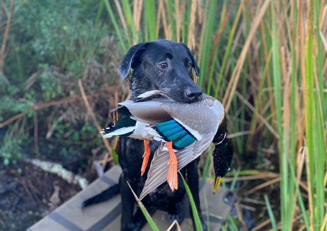 Si with Mallard.jpeg