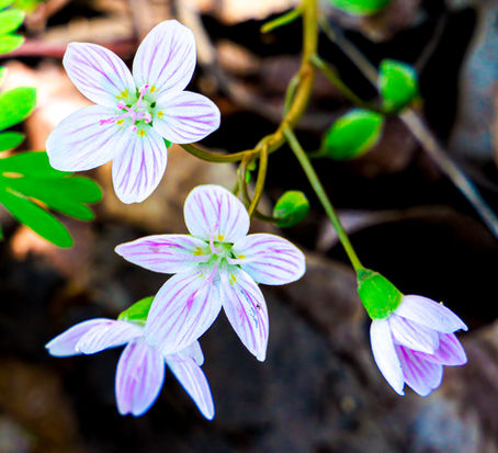 The Beauty of Spring