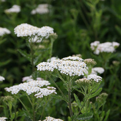 Achillea millefolium, Pflanzplanung, Gartenplanung