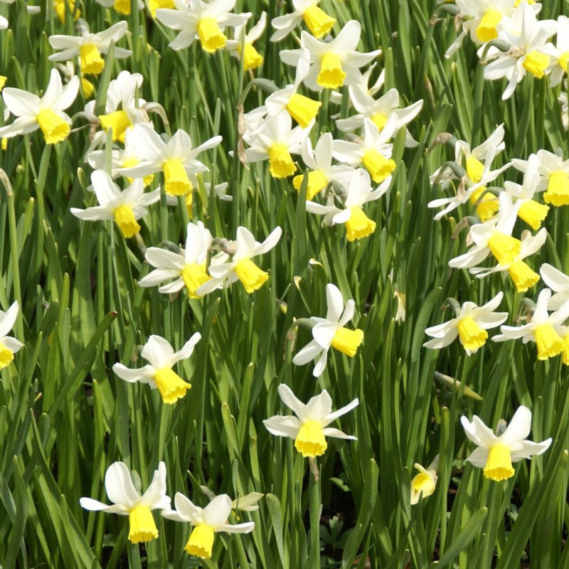 Blumenzwiebel, Narzisse, Narcissus, Jack Snipe, weiss, gelb, Frühling, Magnolia Outdoors, Terrasse, Garten