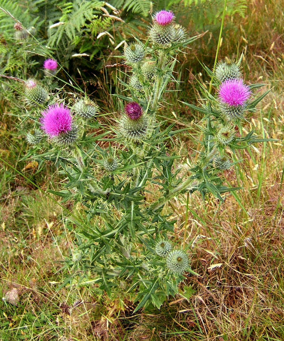 Miniaturbild: Mischung 'Für die Vogelschar auf dem Land' - Wildblumensamen