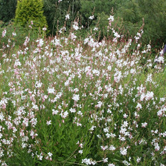 Gaura lindheimeri Whirling Butterflies, Pflanzplanung, Gartenplanung