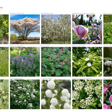 magnolia-gardens-gartenplanung-pflanzplanung-pflanzenbilder-2.jpg