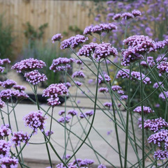 Verena bonariensis, Pflanzplanung, Gartenplanung