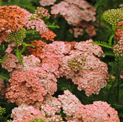 Achillea millefolium Wesersandstein, Pflanzplanung, Gartenplanung