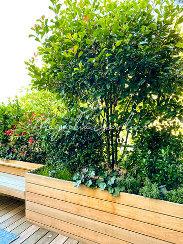 magnolia-gardens-gartengestaltung-terrassengestaltung-planung-pflanzplanung-1201-06.jpg