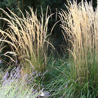 Calamagrostis Karl Förster, Pflanzplanung, Gartenplanung