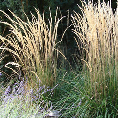 Calamagrostis Karl Förster, Pflanzplanung, Gartenplanung