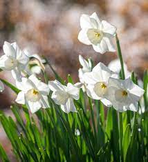 Narcissus Stainless, Pflanzplanung, Gartenplanung