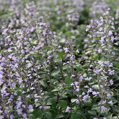 Calamintha, Pflanzplanung, Gartenplanung