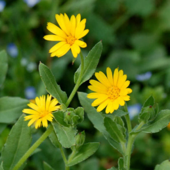 Miniaturbild: Magnolia Outdoors, Blumensamen, Wildblumen, Vogelgarten, Nachhaltigkeit, Samenmischung, Vogelbuffet für Mischkulturen