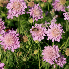 Scabiosa columbaria Pink Mist, Pflanzplanung, Gartenplanung