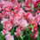 Miniaturbild: Blumenzwiebel, Tulpe, Tulipa, Double Sugar, rosa, gefüllt, Frühling, Magnolia Outdoors, Terrasse, Garten