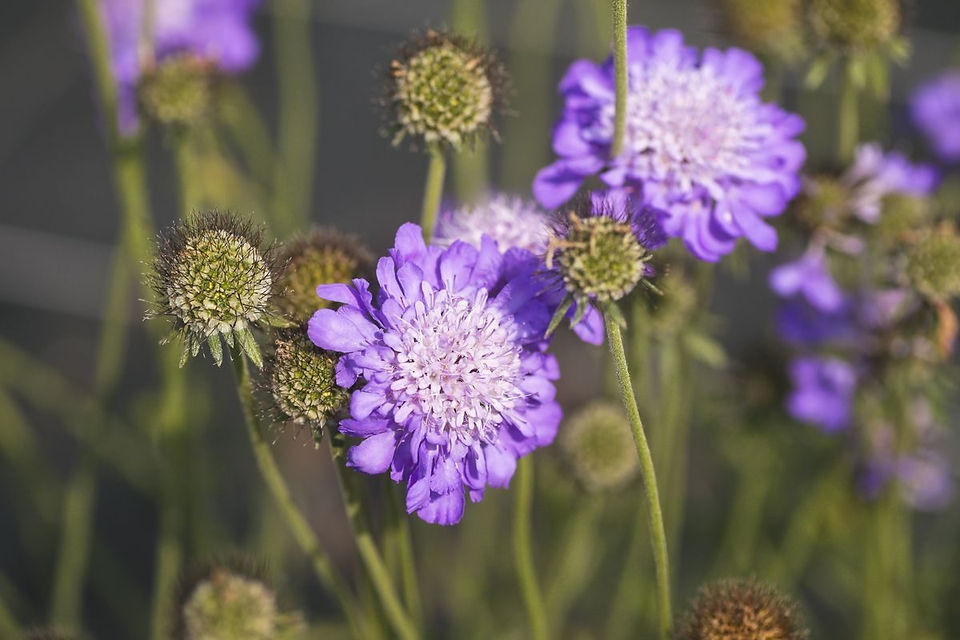 Scabiosa, Pflanzplanung, Gartenplanung