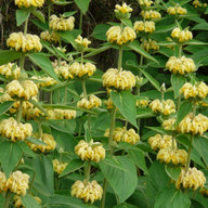 Phlomis russeliana, Pflanzplanung, Gartenplanung