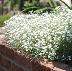 Gypsophila repens, Pflanzplanung, Gartenplanung