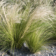 Stipa tenuissima, Pflanzplanung, Gartenplanung
