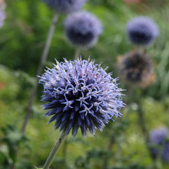Echinops, Pflanzplanung, Gartenplanung
