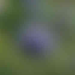 Echinops, Pflanzplanung, Gartenplanung