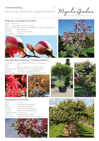 magnolia-gardens-gartenplanung-pflanzplanung-schirmbaeume-magnolie-ahorn-heptacodium-1.jpg