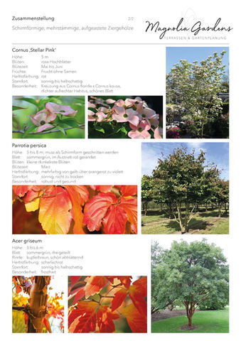 magnolia-gardens-gartenplanung-pflanzplanung-schirmbaeume-parrotie-hartriegel-zimtahorn-2.