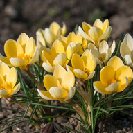 Crocus chrysanthus Cream Beauty, Pflanzplanung, Gartenplanung