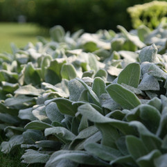 Stachys byzantina Silver Carpet, Pflanzplanung, Gartenplanung