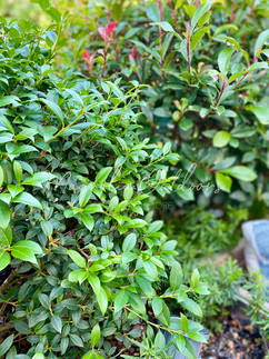 Bepflanzung, Garten, Terrasse, Pflanzplanung, Osmanthus, Immergrün, Magnolia Outdoors, Magnolia Gardens 