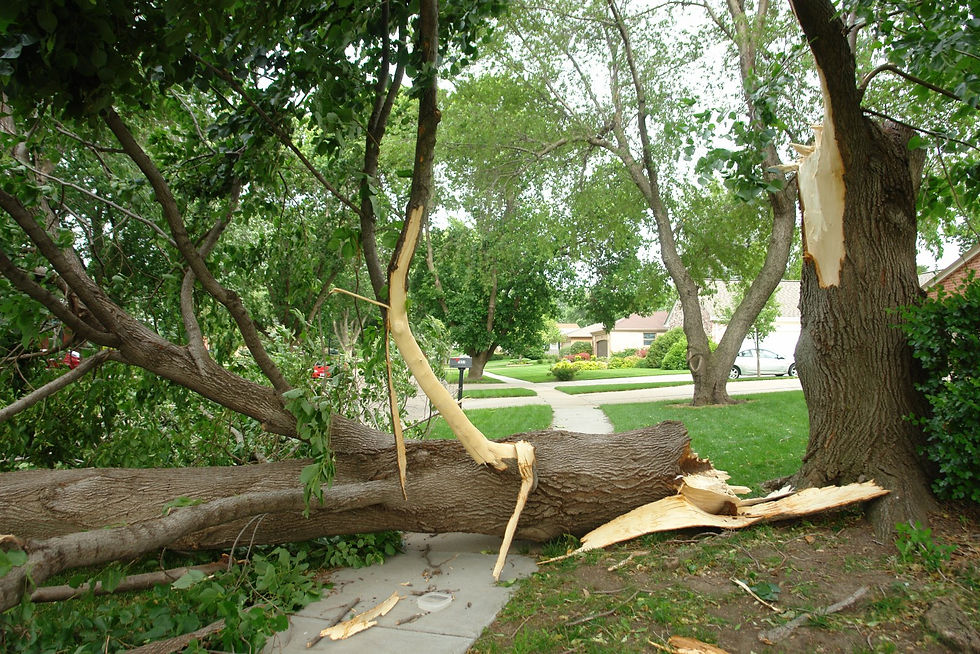 Is tree limb damage covered if no storm is involved?