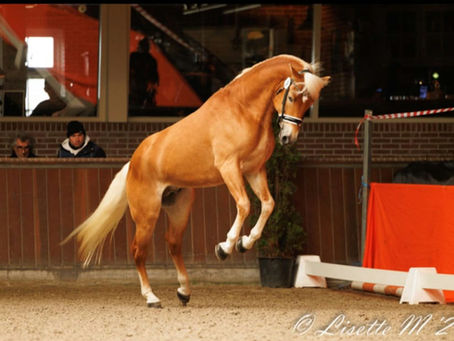 Hengstenkeuring KVTH 2024