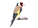 Grdelin_edited_edited.png