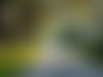 Understanding the Daniel Island Housing Market: Your Ultimate Guide