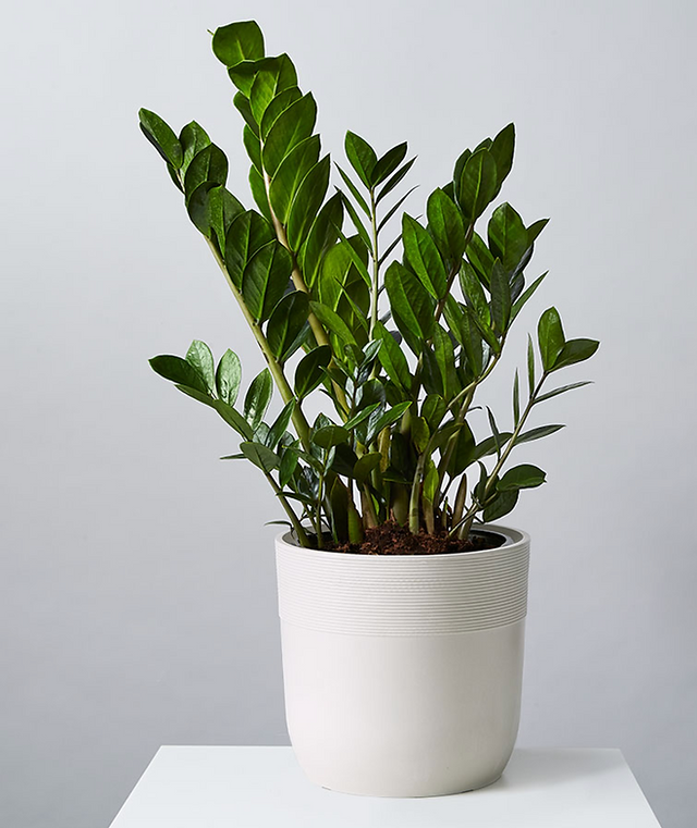 Faux plant home decor