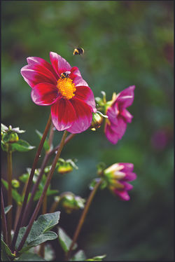 BetterFlying BeeV2_MG_1774.jpg