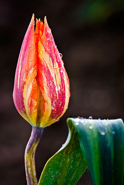 LeftTulipLeaf_MG_1475.jpg