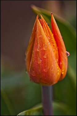 OrangeTulipWaterBokeh_MG_1338.jpg