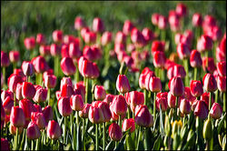 RedTulipImpression_MG_5102.jpg