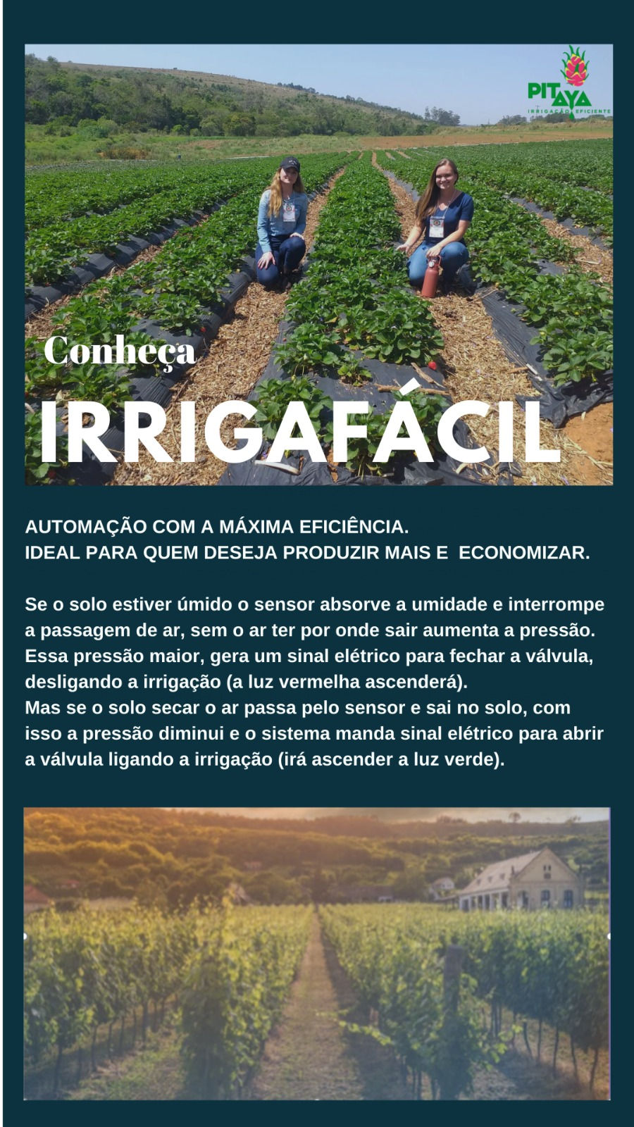 Miniatura: Pitaya Irrigação