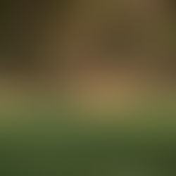 Virtual Dog Training: Making Expert Guidance Accessible from Anywhere