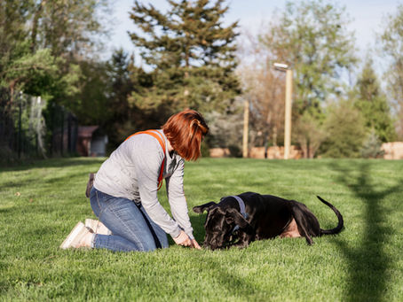 Grow Together: How SMART Membership Coaching Supports Every Stage—from Puppy to Adult