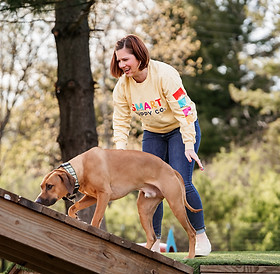 a dog trainer supports a Rhodesian Ridgeback dog exploring a ramp